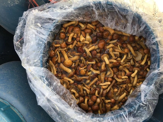 Delicious Frozen Mushrooms Perfect for Your Business Needs Nameko in Brine