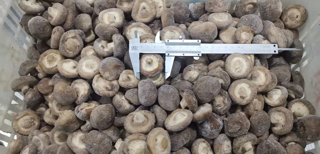 2025 New Crop high quality frozen shiitake mushrooms Frozen