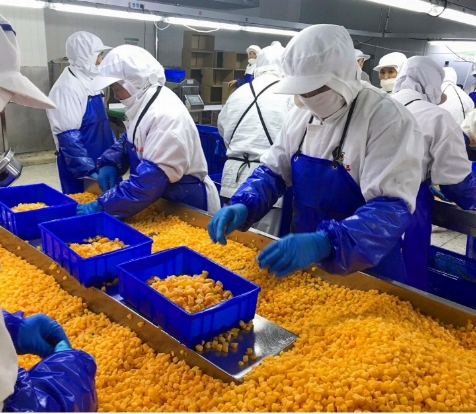 IQF อินทรีย์ พริกสีเหลือง ผงผงผงผงผงผงผงผงผงผงผงผงผงผงผงผงผงผงผงผง 8