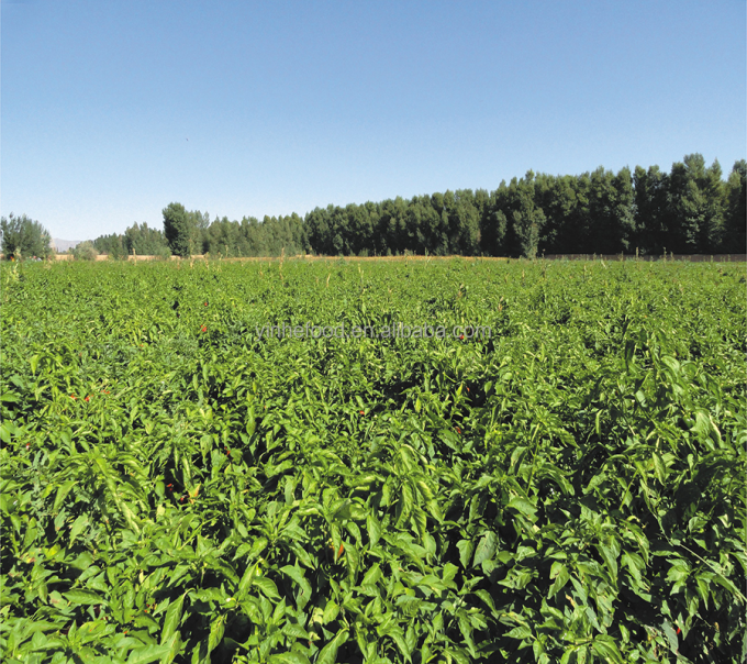 IQF อินทรีย์ พริกสีเหลือง ครึ่ง ครึ่ง ผลไม้แข็ง รสหวาน ขนาดใหญ่ แพ็คเกจ ปริมาณน้ําที่เก็บรักษา 9