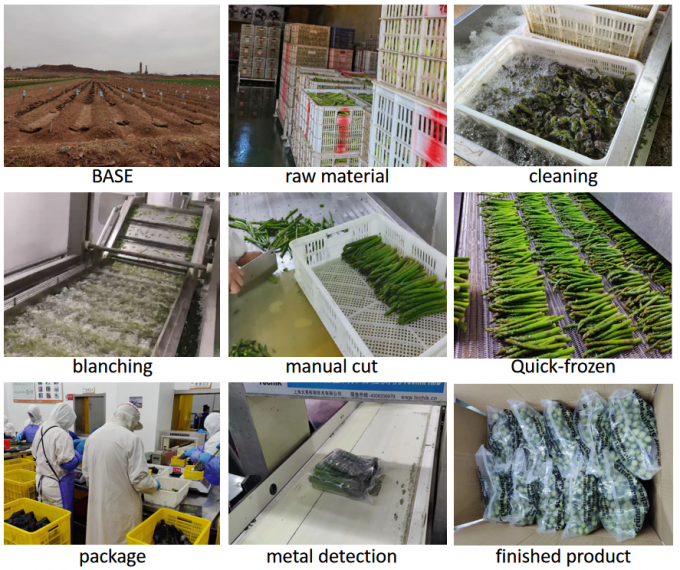 สปาร์กเกส สปาร์กเกส สปาร์กเกส ผักแช่แข็ง IQF สปาร์กเกสสีเขียวแช่แข็ง เมล็ดเมล็ด 4