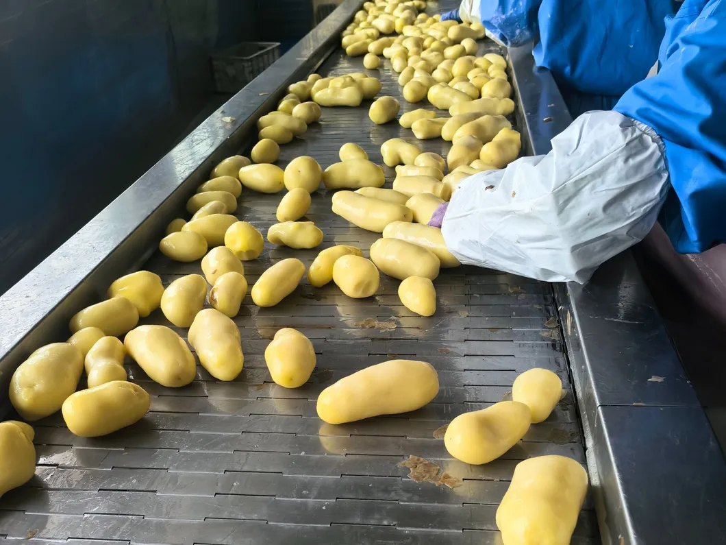 การขนถ่ายและจัดส่งมันฝรั่งทอดแบบตรงแช่แข็งอย่างทันท่วงที 1