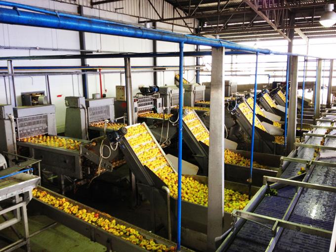 แอปริคอตแช่แข็ง IQF คุณภาพสูง ขายดีสำหรับขายส่งและขายปลีก ราคาโรงงาน การเก็บรักษาน้ำ บรรจุภัณฑ์จำนวนมาก 4