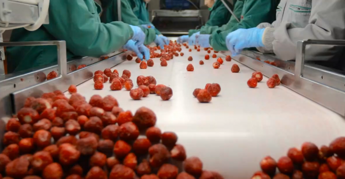 แอปริคอตแช่แข็ง IQF คุณภาพสูง ขายดีสำหรับขายส่งและขายปลีก ราคาโรงงาน การเก็บรักษาน้ำ บรรจุภัณฑ์จำนวนมาก 3