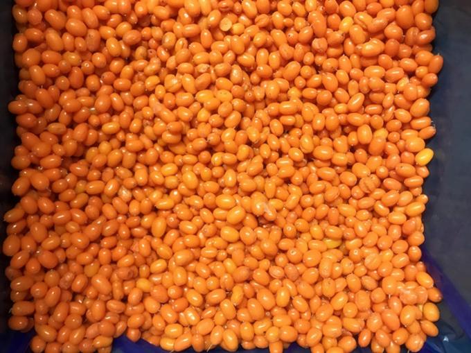 ที่มา จีน IQF ใหม่ แช่แข็ง หนามทะเลป่า หนามทะเลชั้นหนึ่ง หนามทะเล หนามทะเล ผักกาด ผักกาด ผักกาด ผักกาด ผักกาด ผักกาด 3