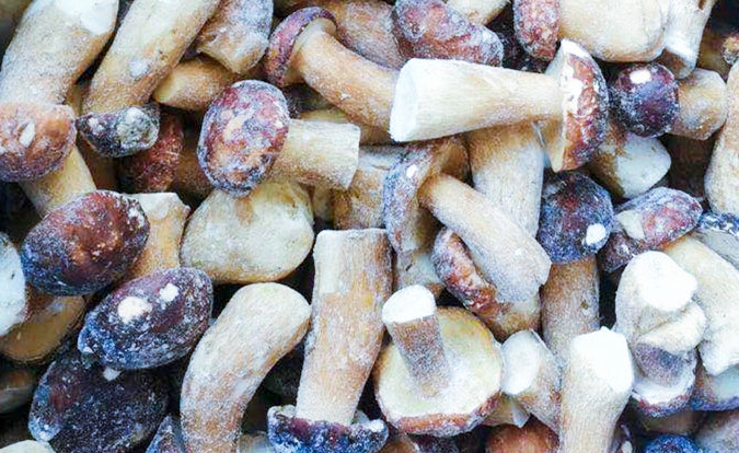 เห็ดแข็ง IQF BOLETUS EDULIS เกรด A 24 เดือน อายุการใช้งาน ISO HACCP BRC KOSHER HALAL รับรอง MOQ 10 ตัน 2