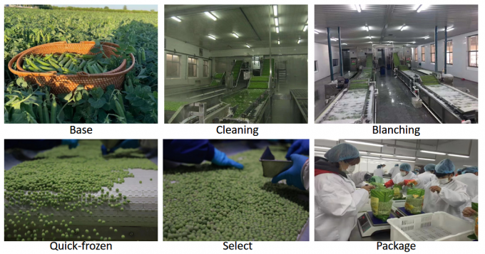 ผู้จําหน่ายปลีกสับสน IQF ผักกาดเขียวแข็ง 10 กิโลกรัม 400 กรัม แพ็ค 3