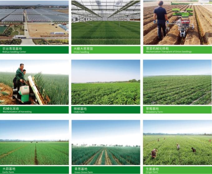 สดจีน 4P กระเทียมขาวบริสุทธิ์ ราคาถูก ผักสดขายส่ง 0